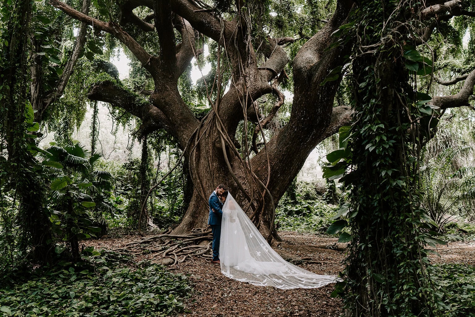 newlyweds hugging in front of a large jungle tree in hawaii.